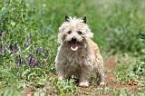 CAIRN TERRIER 560